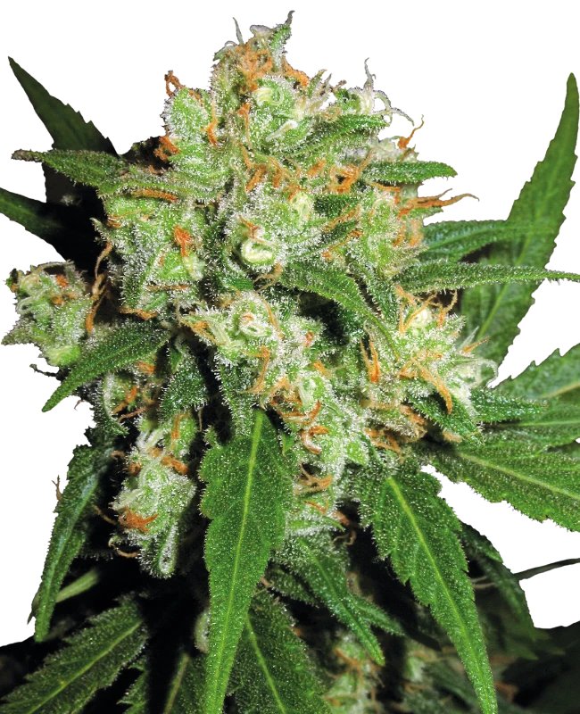 SENSI SEEDS "SENSI SKUNK"
