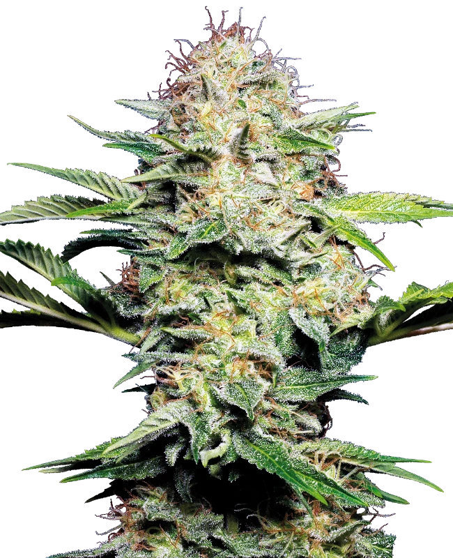 SENSI SEEDS "SENSI SKUNK AUTO"