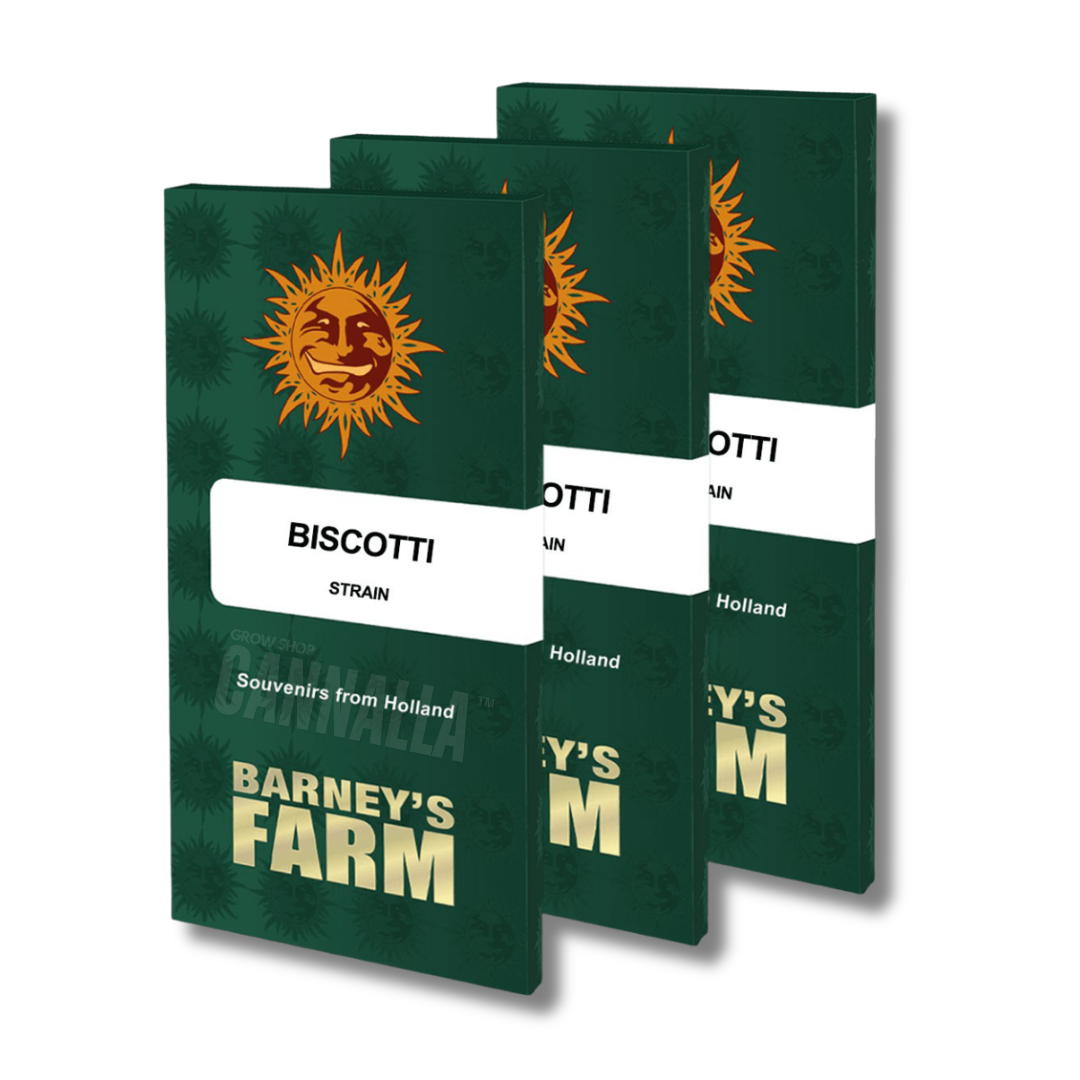 BARNEY'S FARM "BISCOTTI"