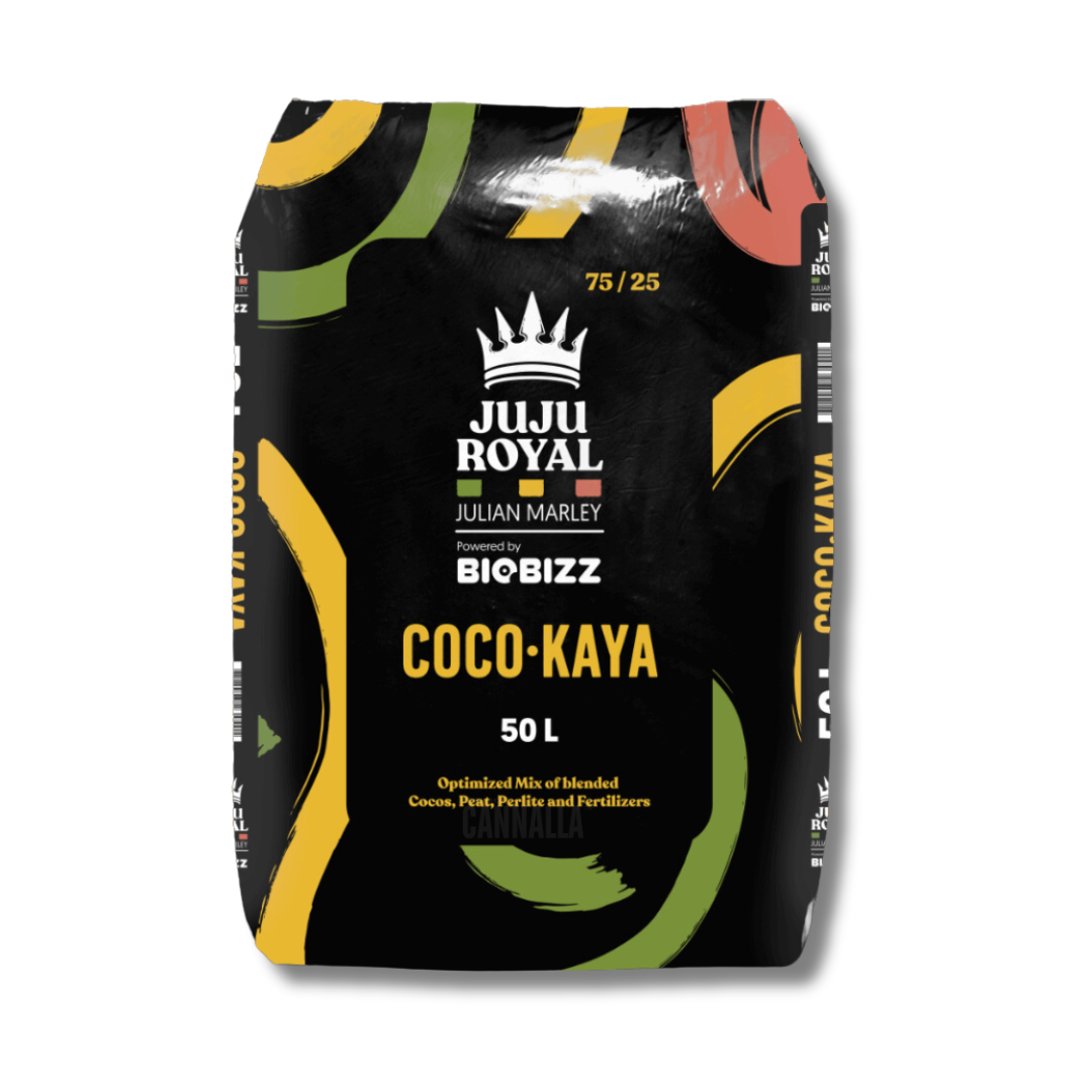 JUJU ROYAL COCO KAYA