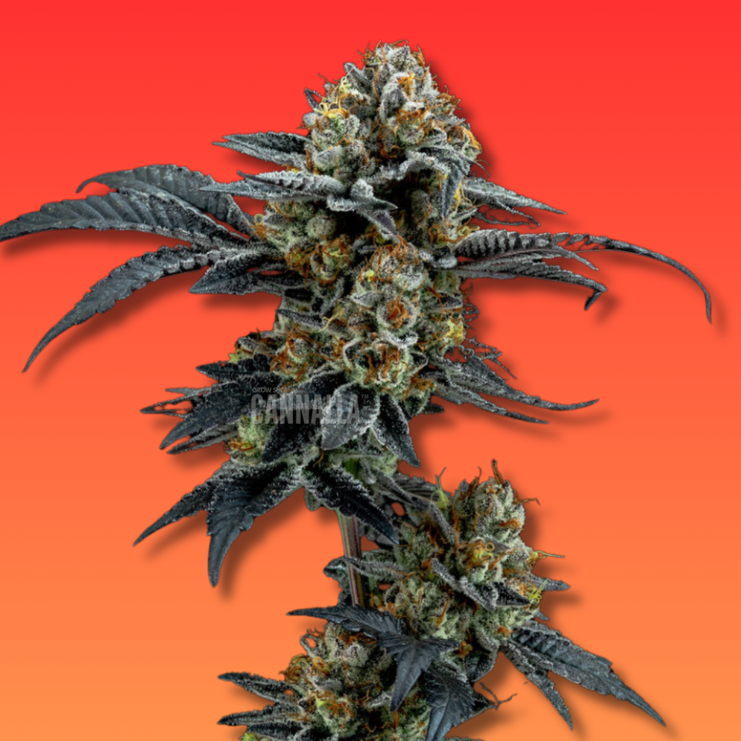 SEMILLA GRANEL "GIRL SCOUT COOKIES"