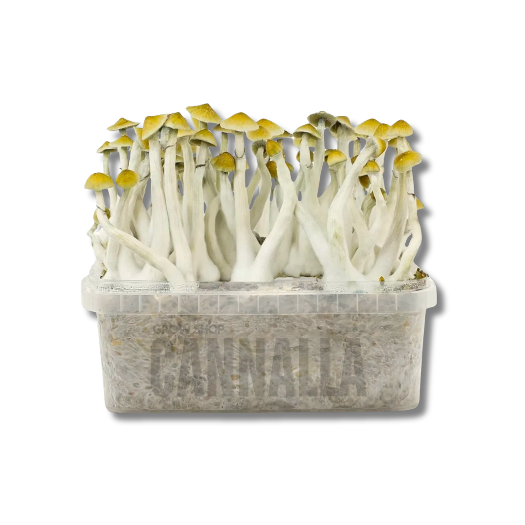 KIT CULTIVO SETAS MEXICAN