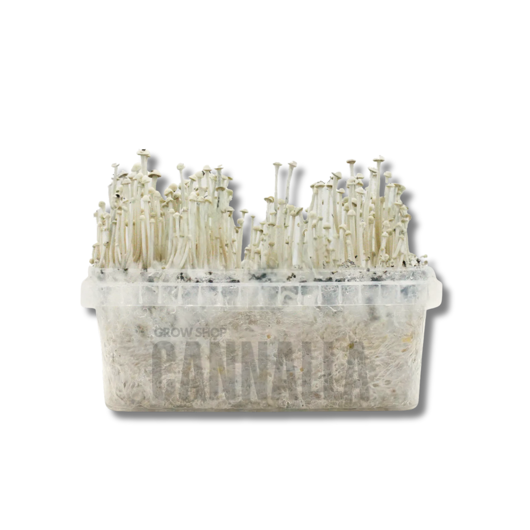 KIT CULTIVO SETAS PANAEOLUS CYANESCENS