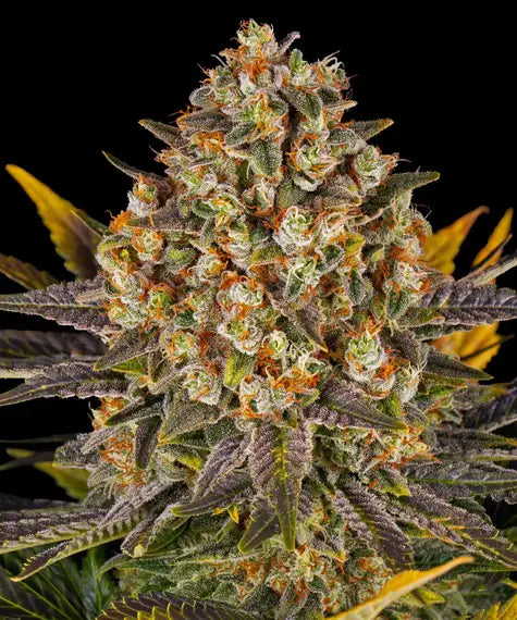 BARNEY'S FARM "BANANA PUNCH"