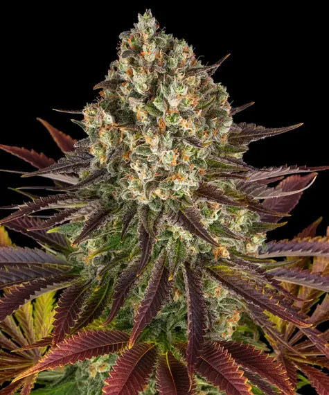 BARNEY'S FARM "BISCOTTI"
