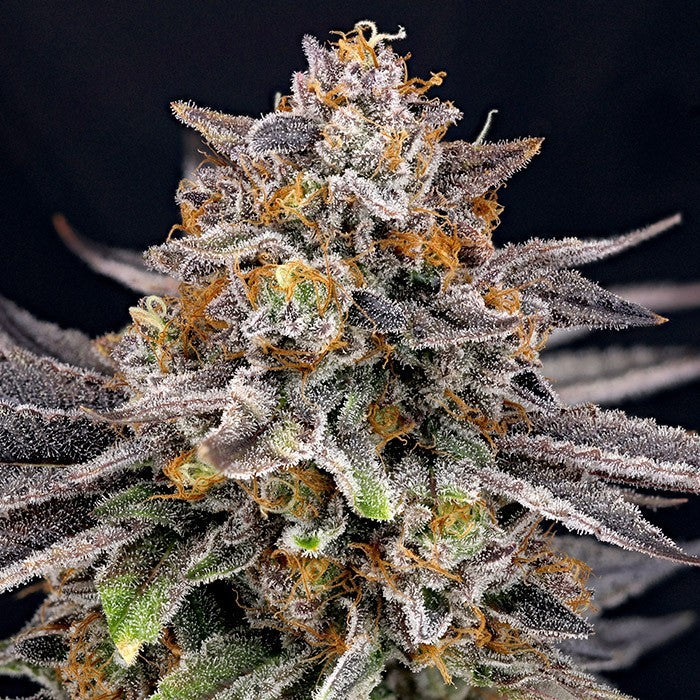 RIPPER SEEDS "CANDYGAZ"