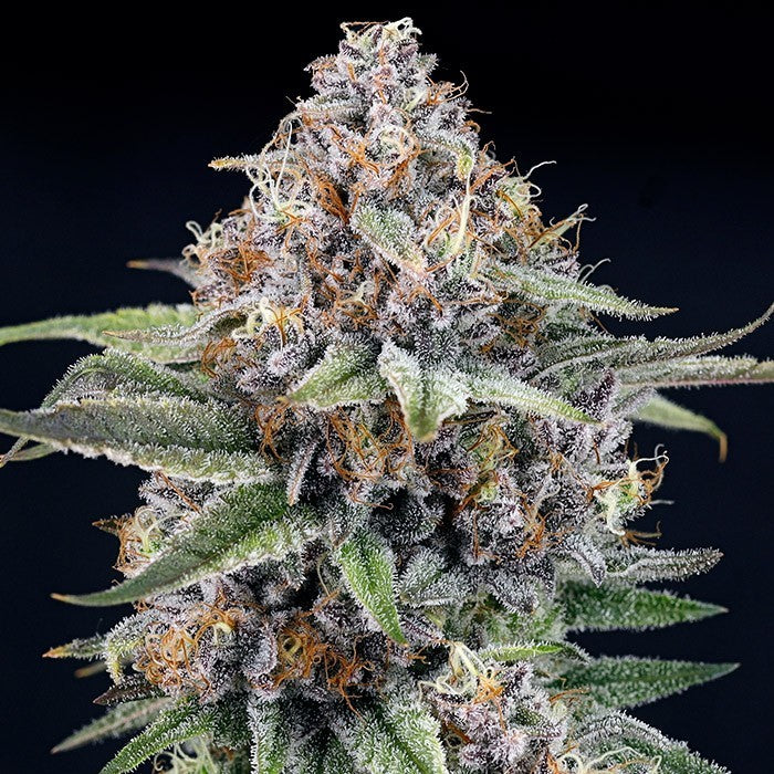 RIPPER SEEDS "EYEBALLZ"