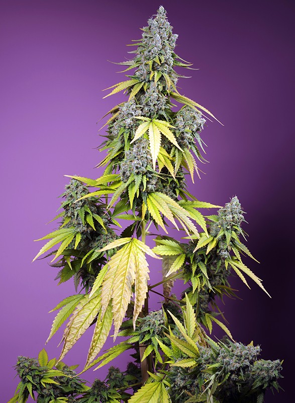 SWEET SEEDS "JET FUEL MANDARINE XL AUTO"