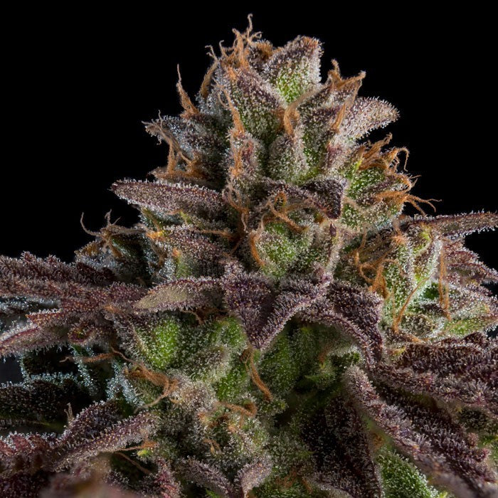 RIPPER SEEDS "K·MINTZ"