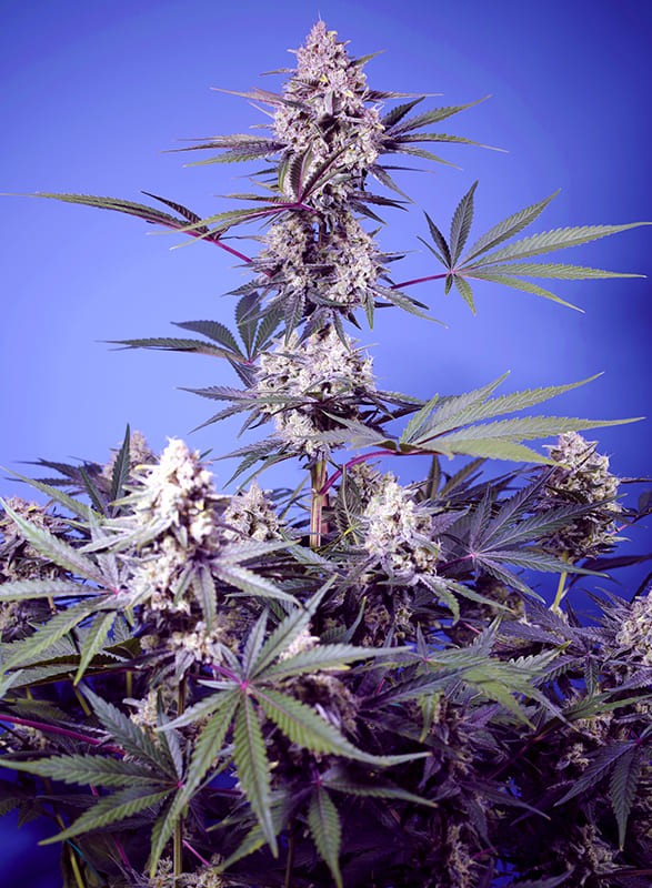 SWEET SEEDS "MENTAL RAINBOW F1 FAST VERSION"