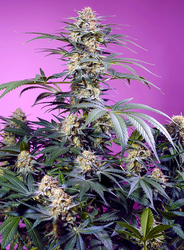 SWEET SEEDS "MONSTER MAKER"