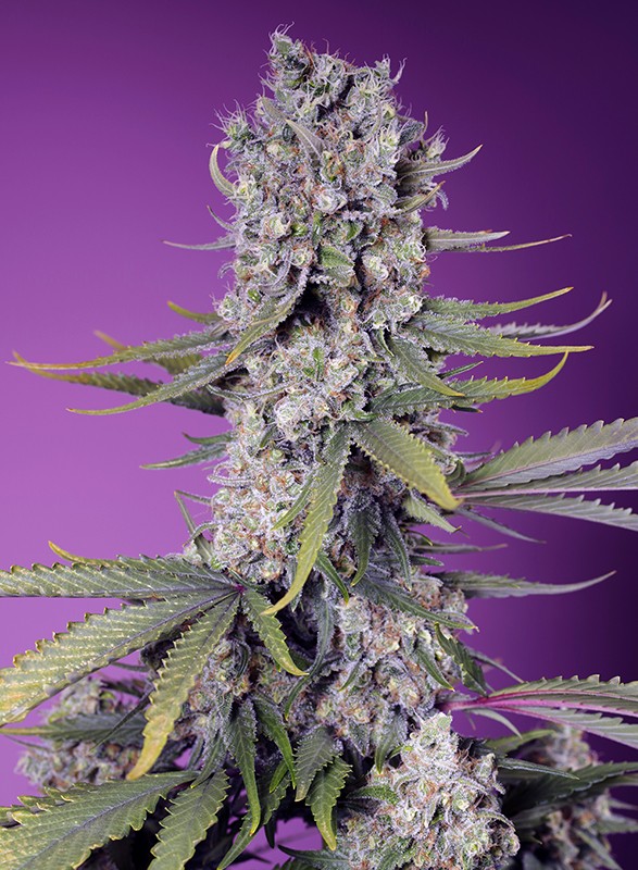 SWEET SEEDS "PAPAYA ZOAP F1 FAST VERSION"