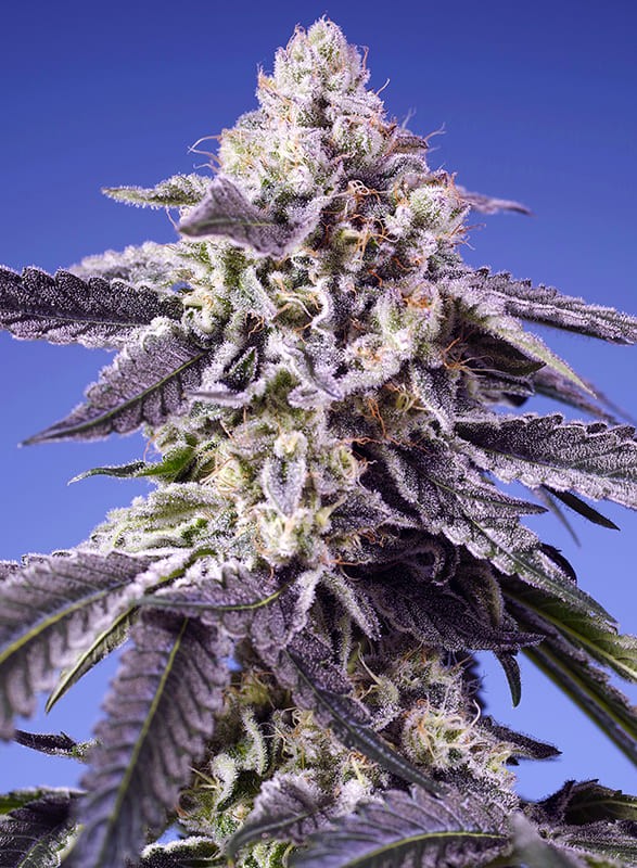SWEET SEEDS "PERMANENT JEALOUSY XL AUTO"