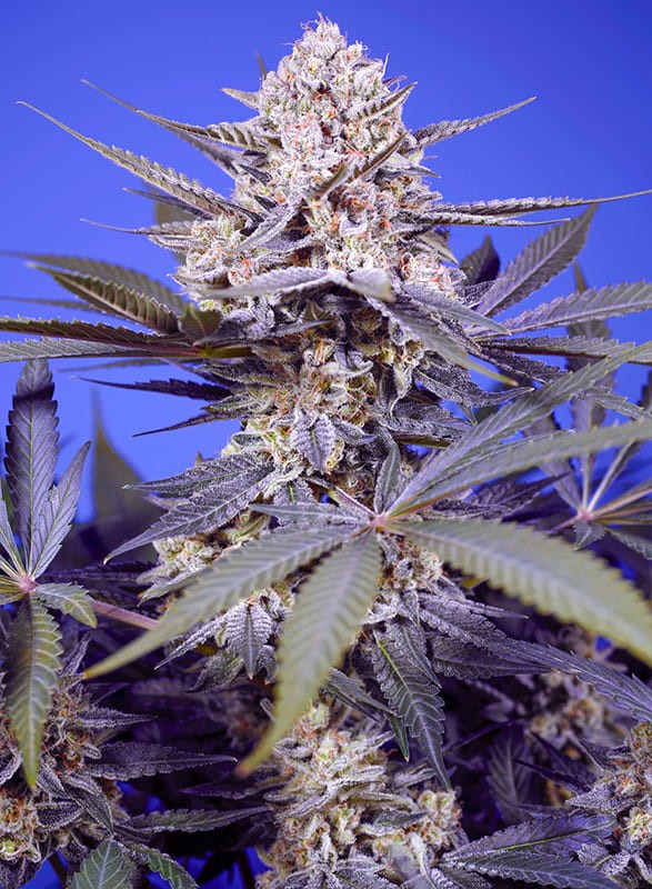 SWEET SEEDS "PINEAPPLE SLUSH XL AUTO"