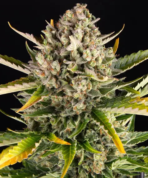 BARNEY'S FARM "STRAWBERRY CHEESECAKE AUTO"