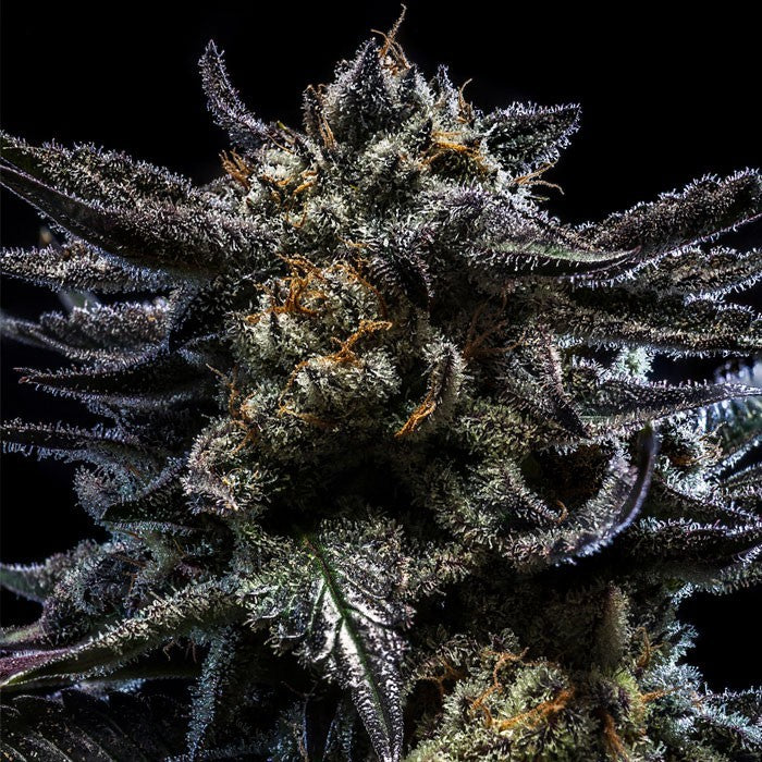 RIPPER SEEDS "ZOMBIE KUSH"