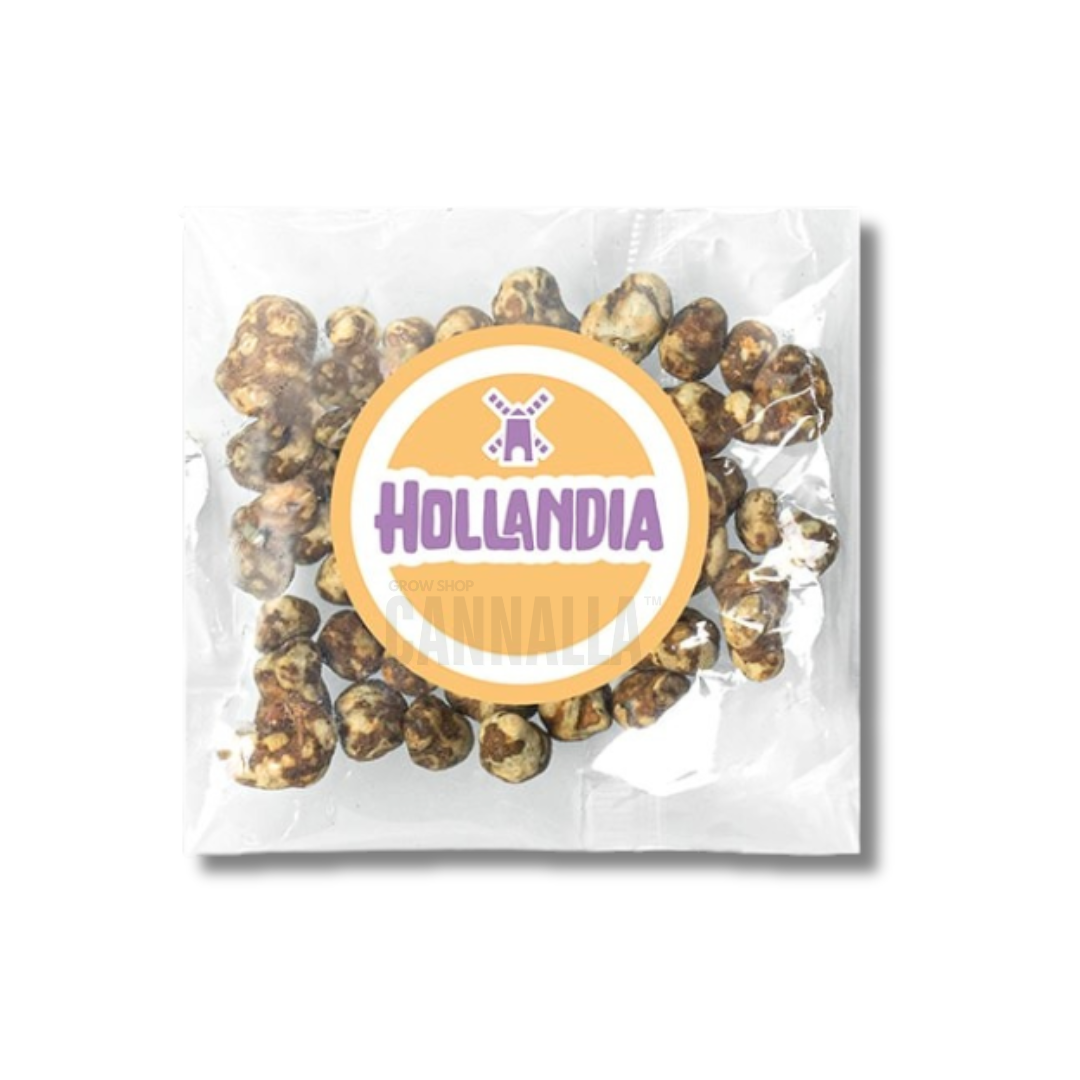 TRUFAS "HOLLANDIA"