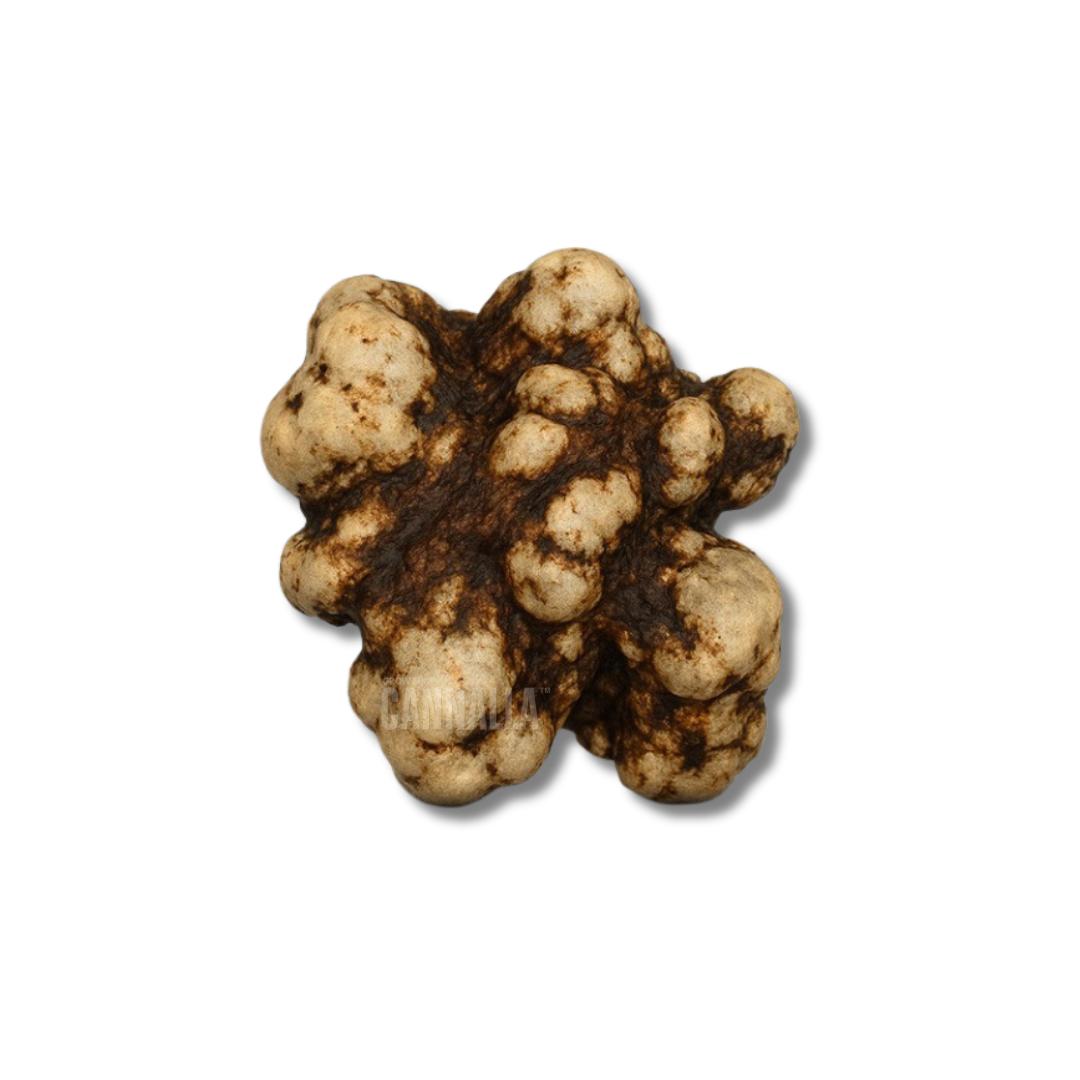 TRUFAS "GALINDOI"