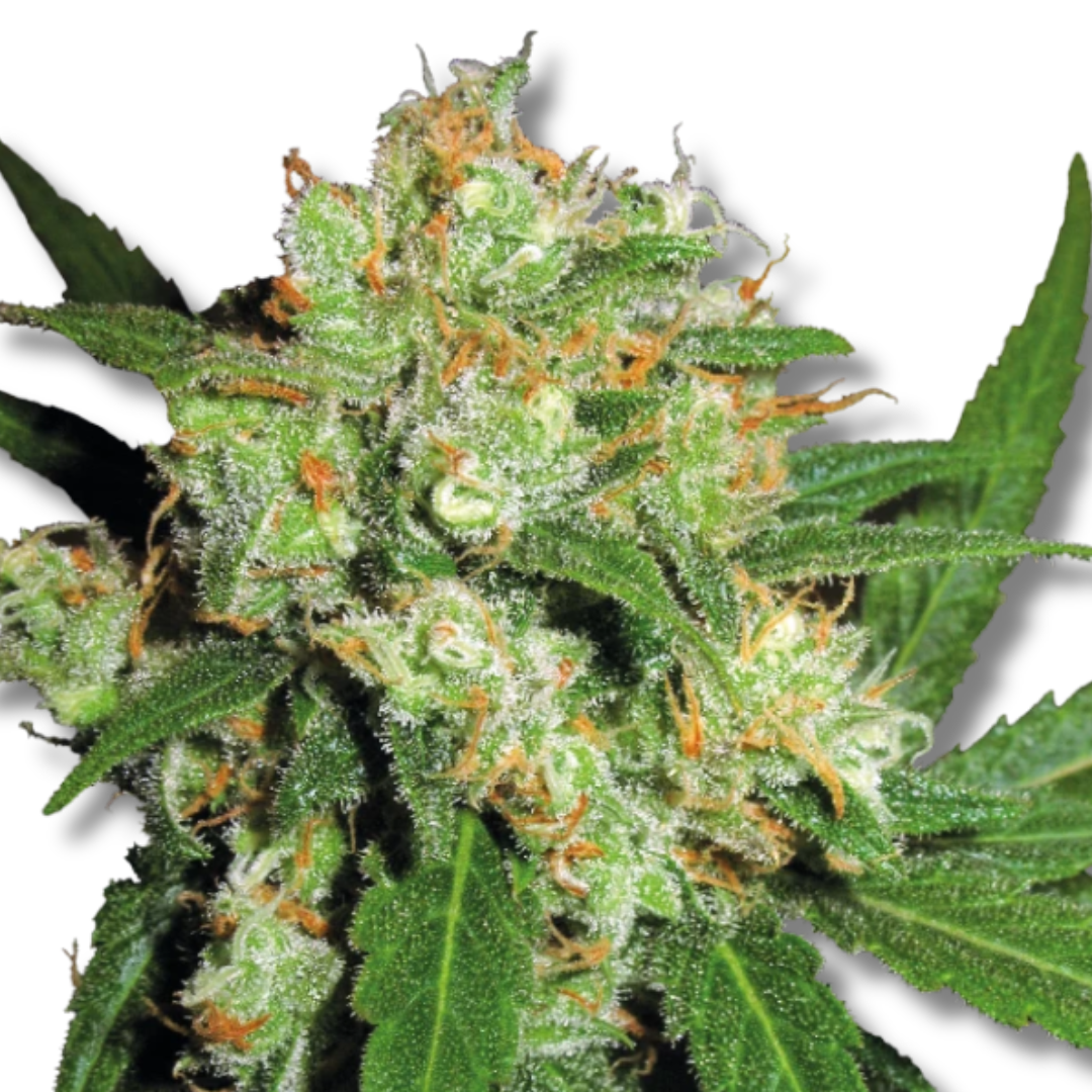 SENSI SEEDS "SENSI SKUNK"
