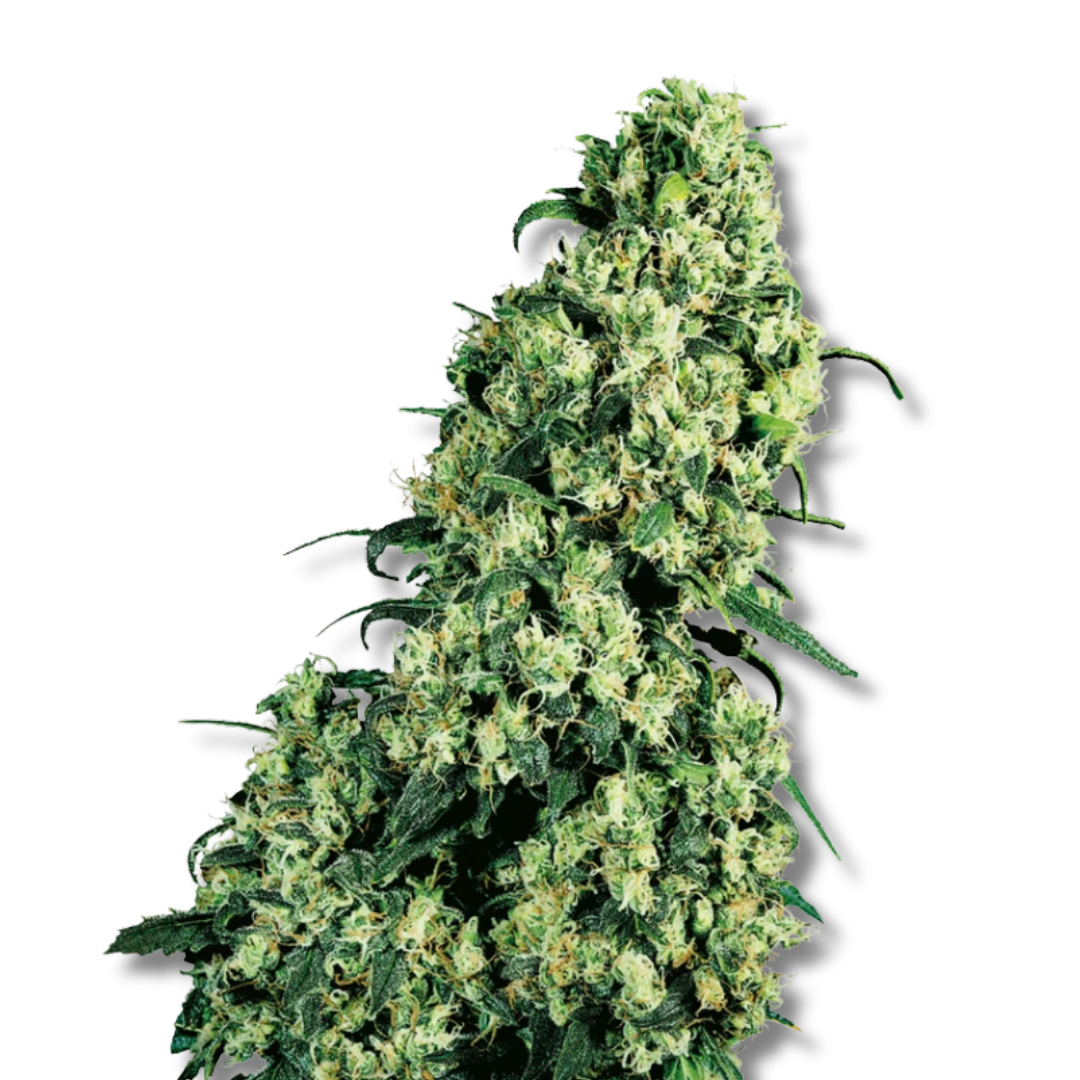 SENSI SEEDS "SKUNK #1"