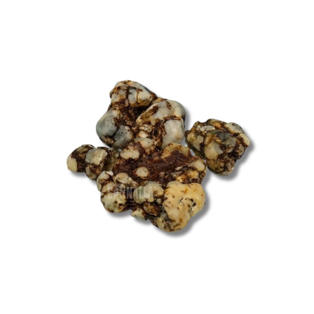 TRUFAS "HIGH HAWAIANS"