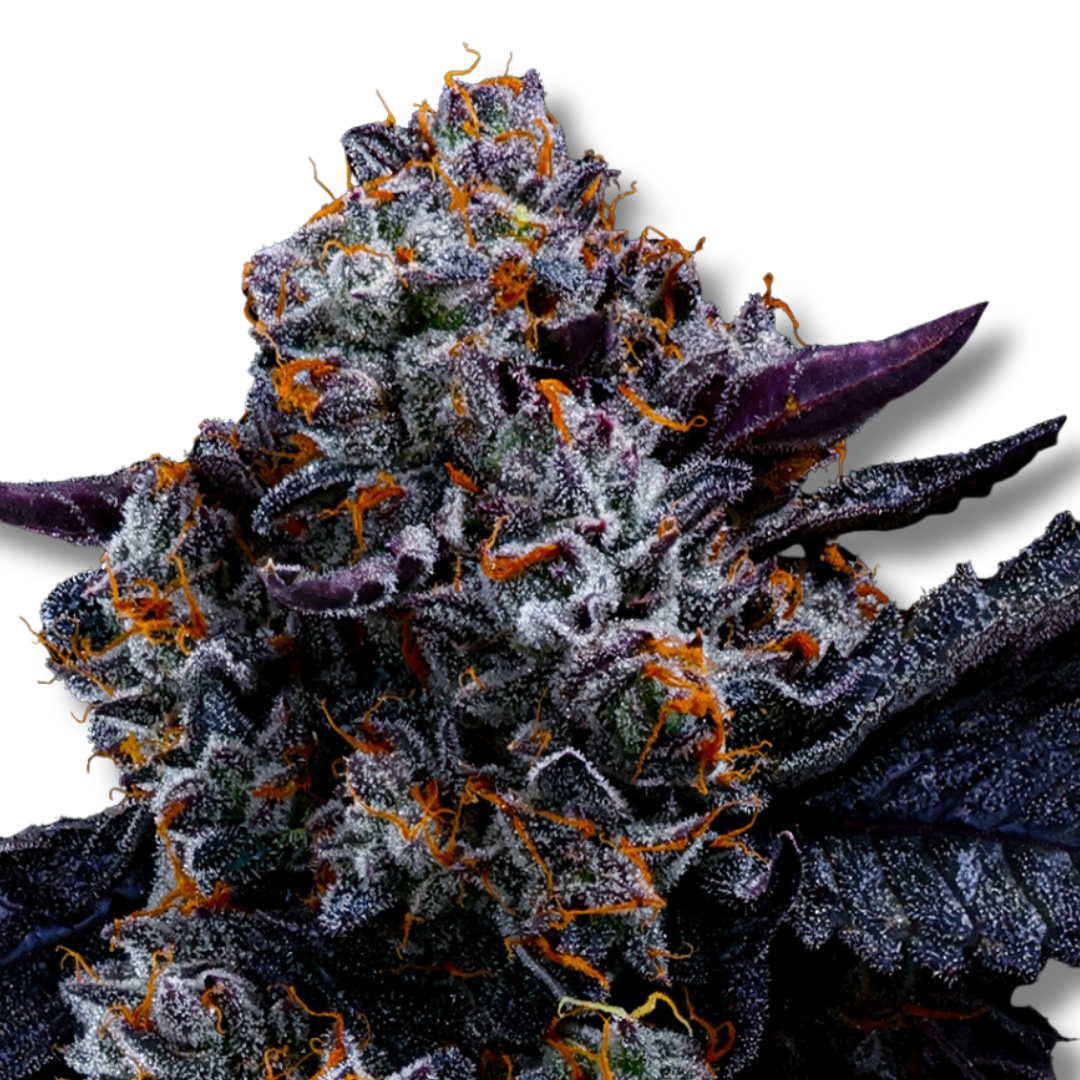 ANESIA SEEDS "FREE BLUEBERRY NATION"