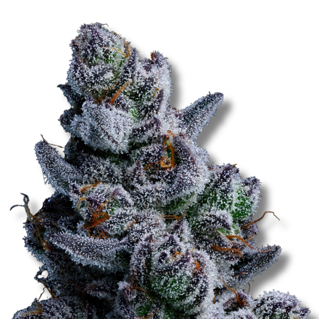 ANESIA SEEDS "DOZY DON"