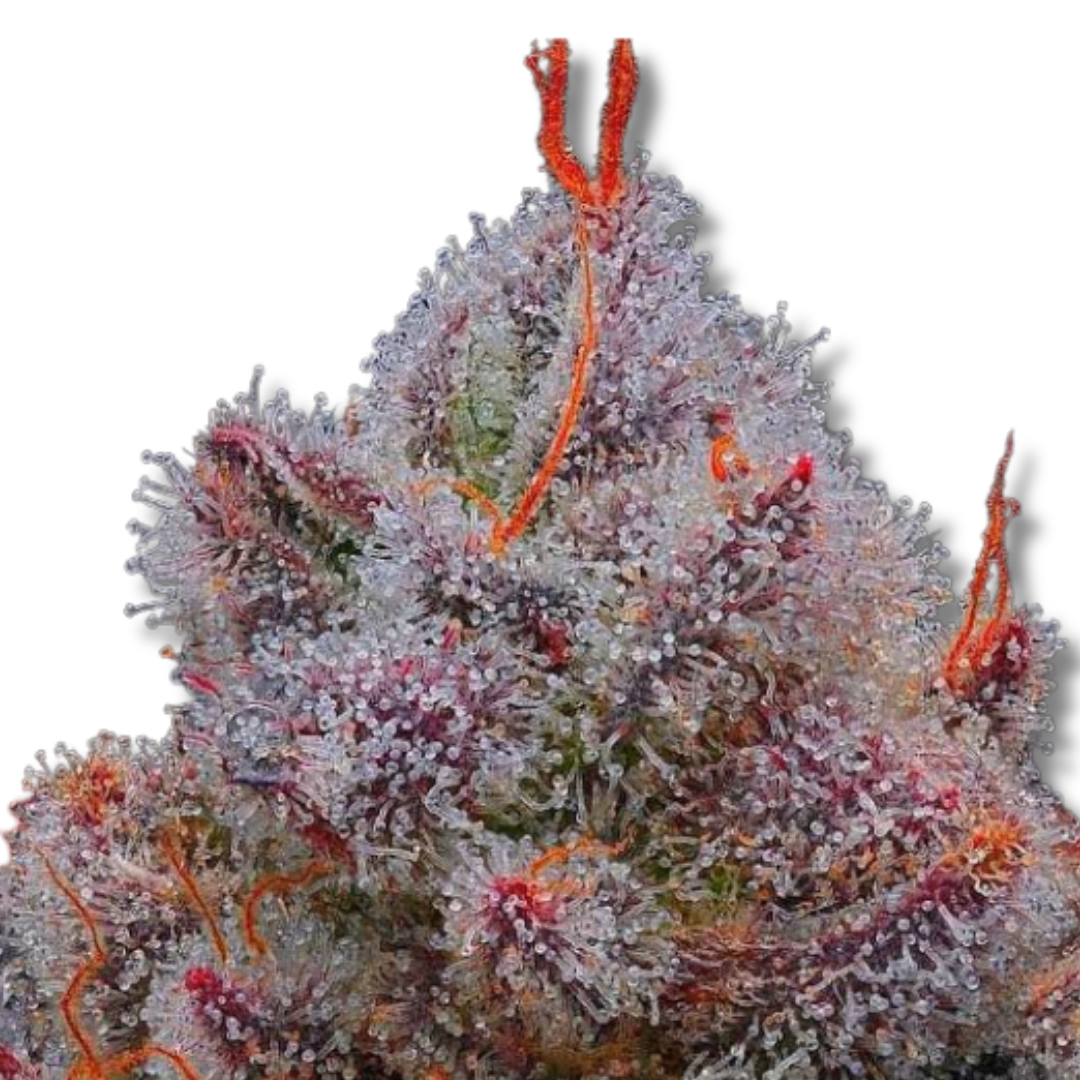 R-KIEM SEEDS "XUPETE"