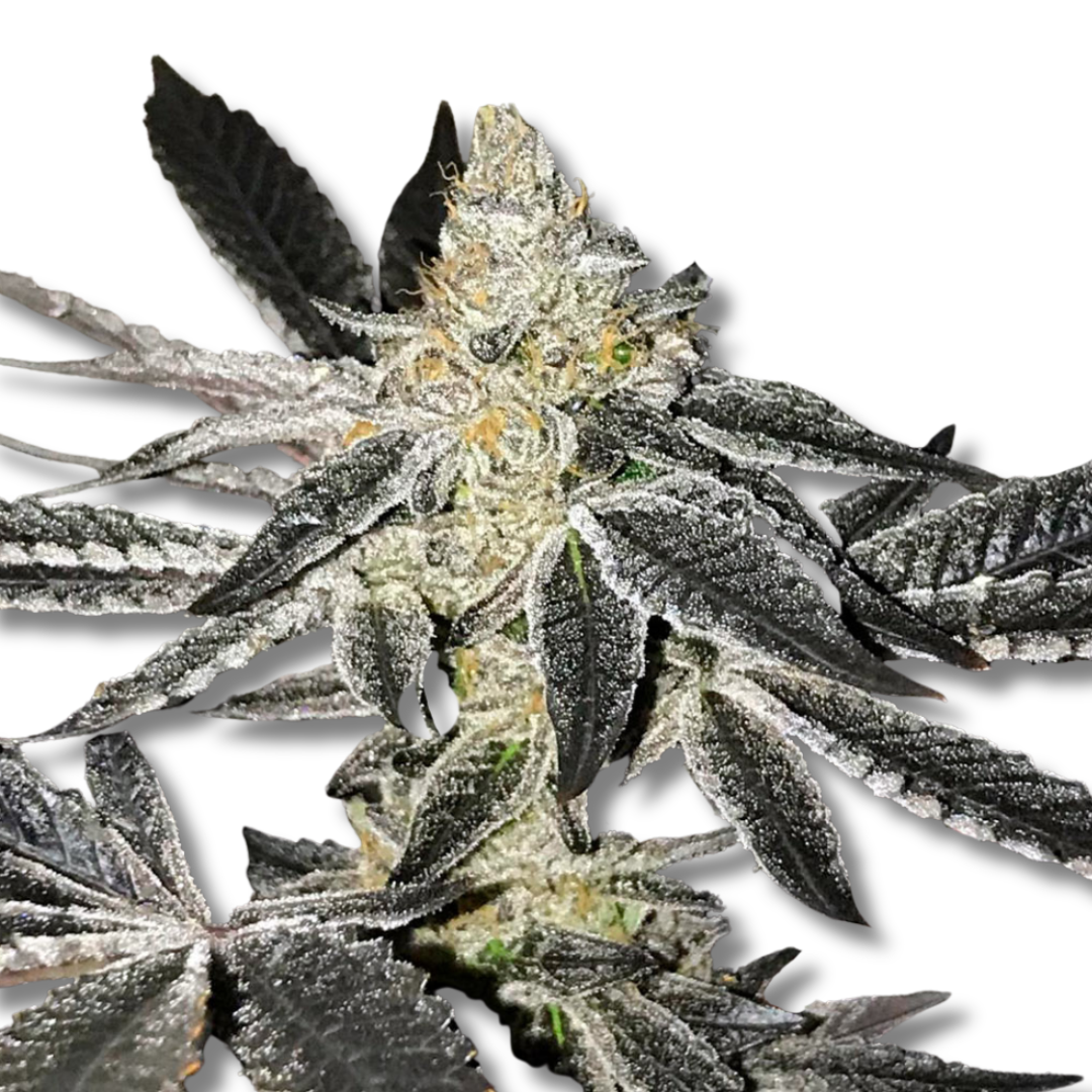 R-KIEM SEEDS "2Y2"