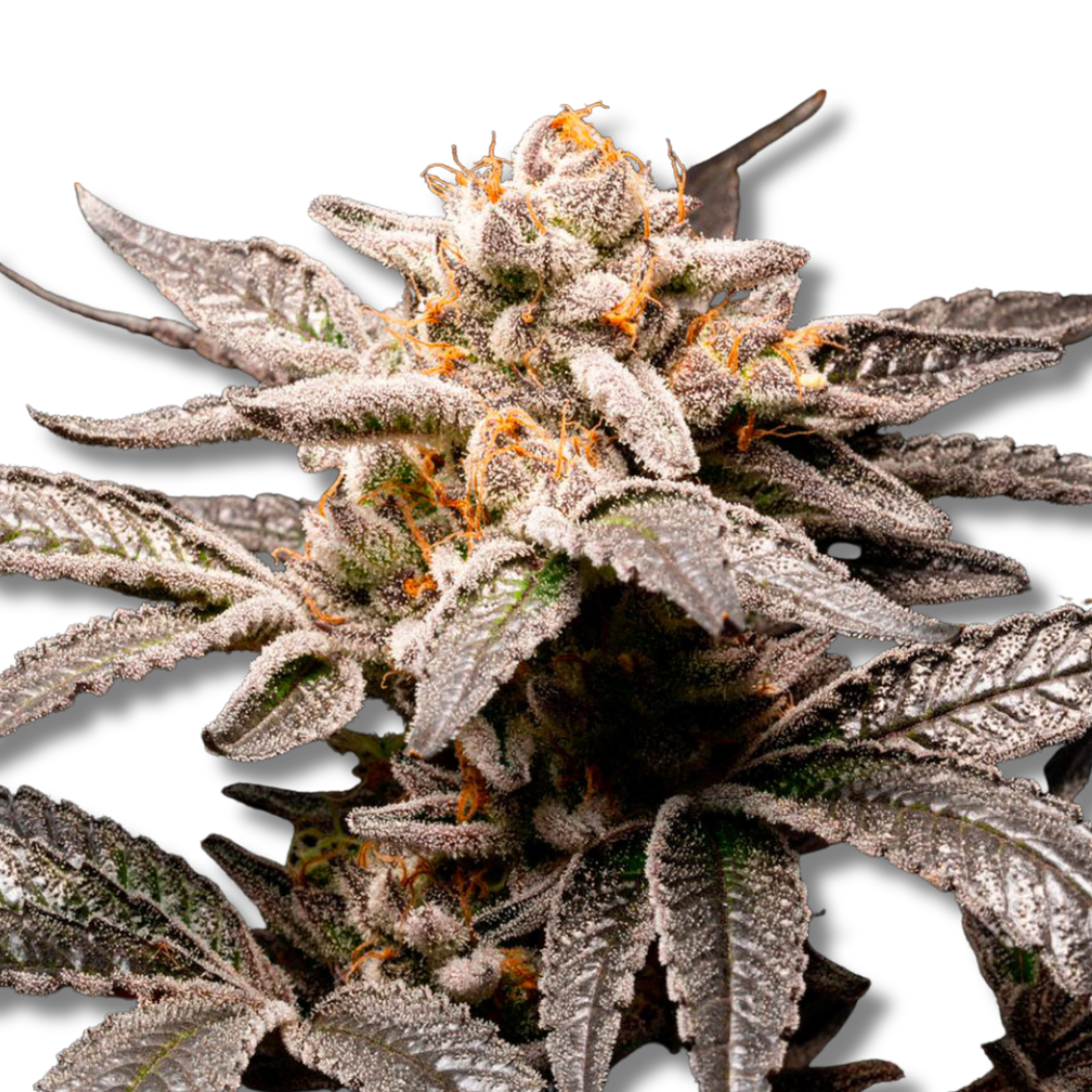 R-KIEM SEEDS "FANCY"