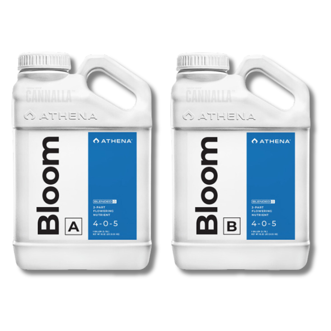 ATHENA BLOOM A + BLOOM B