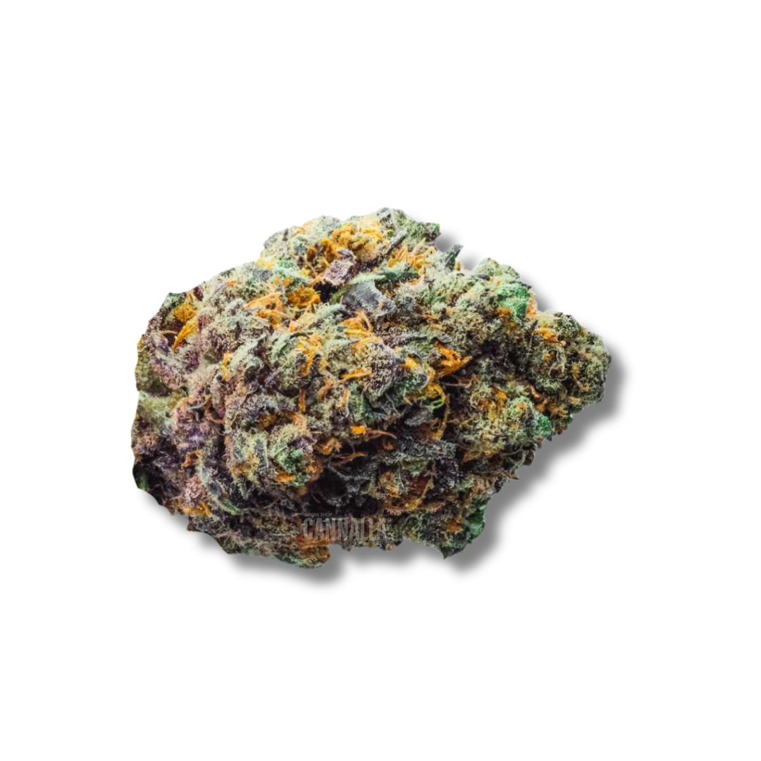 CHEESE HAZE CBD