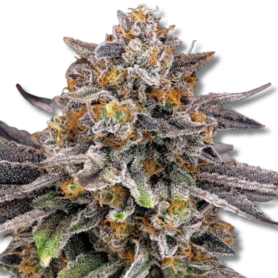 RIPPER SEEDS "CANDYGAZ"