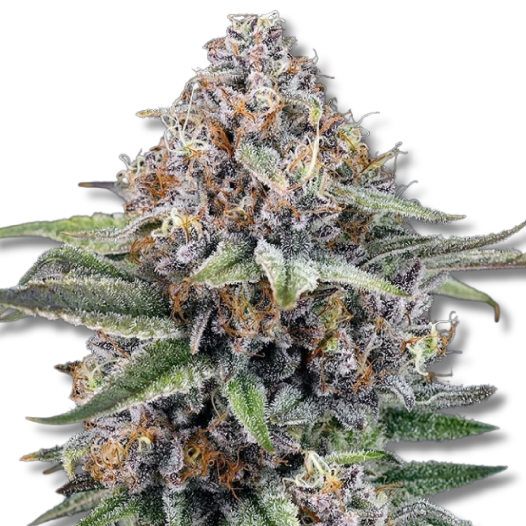 RIPPER SEEDS "EYEBALLZ"
