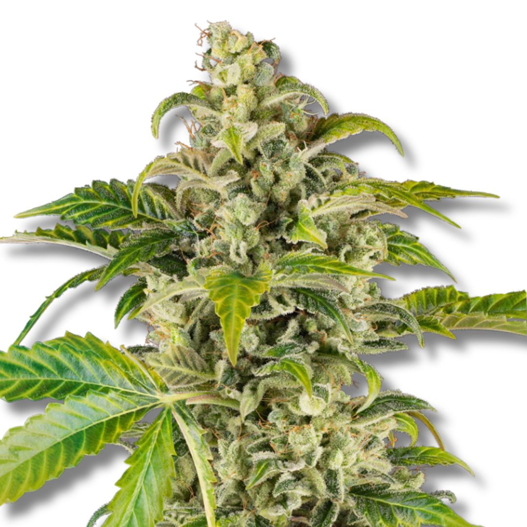 SENSI SEEDS RESEARCH "SWEET & SOUR CREAM AUTO"
