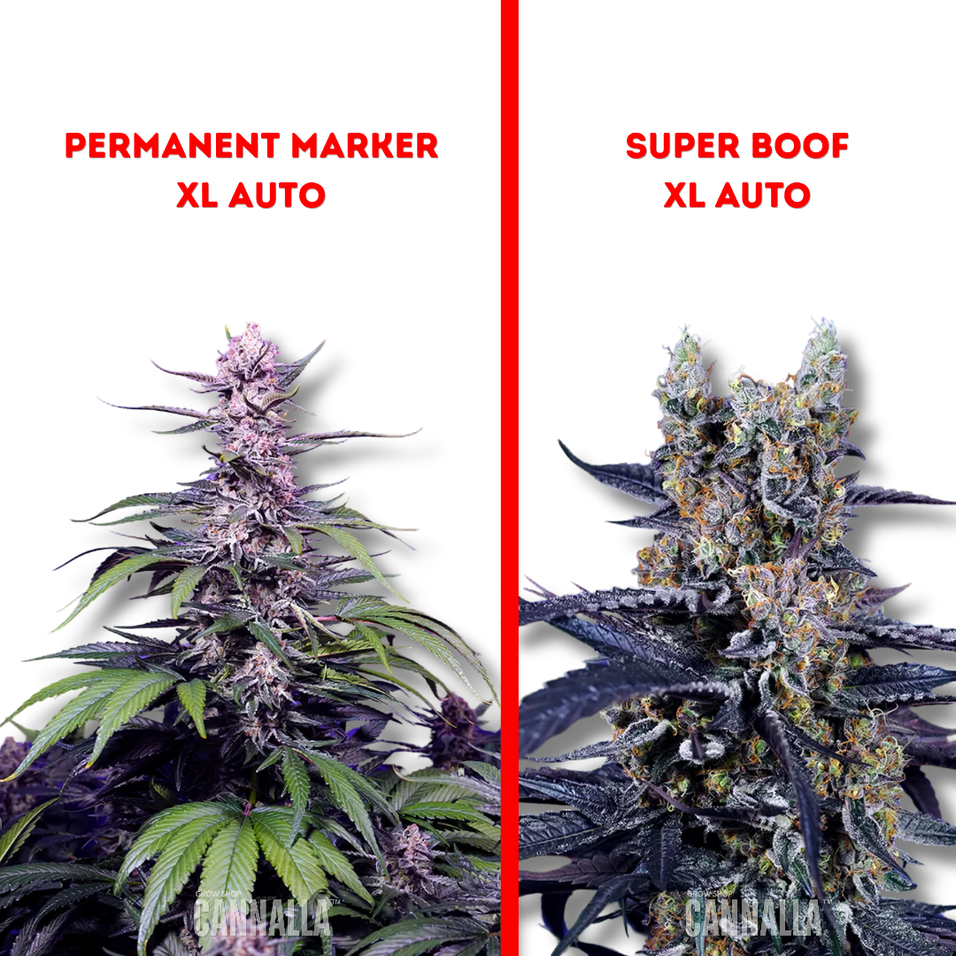 SWEET SEEDS "DELICIOUS & RESINOUS MIX"