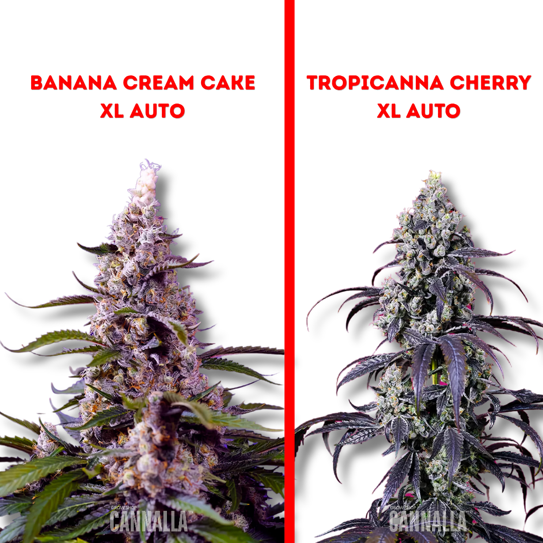 SWEET SEEDS "AMERICAN PIE MIX"