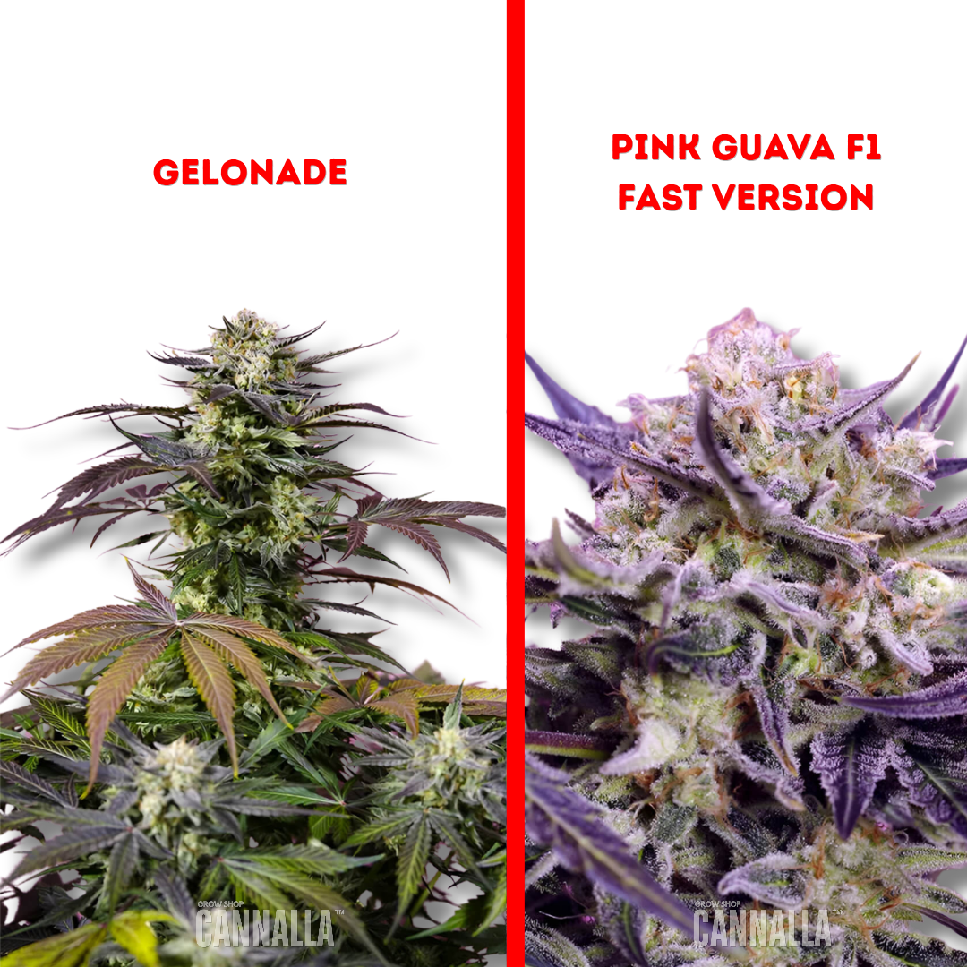 SWEET SEEDS "TERP EXPLOSION MIX"