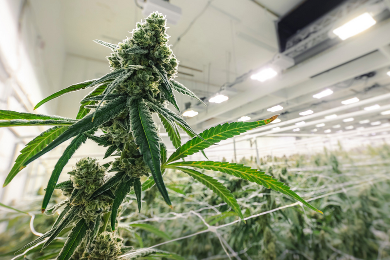 EL CULTIVO IMPORTA