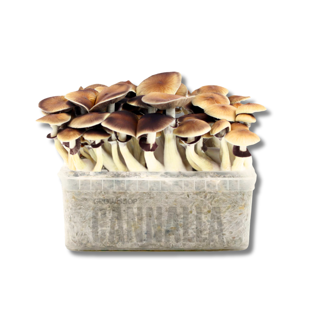 KIT CULTIVO SETAS GOLDEN TEACHER