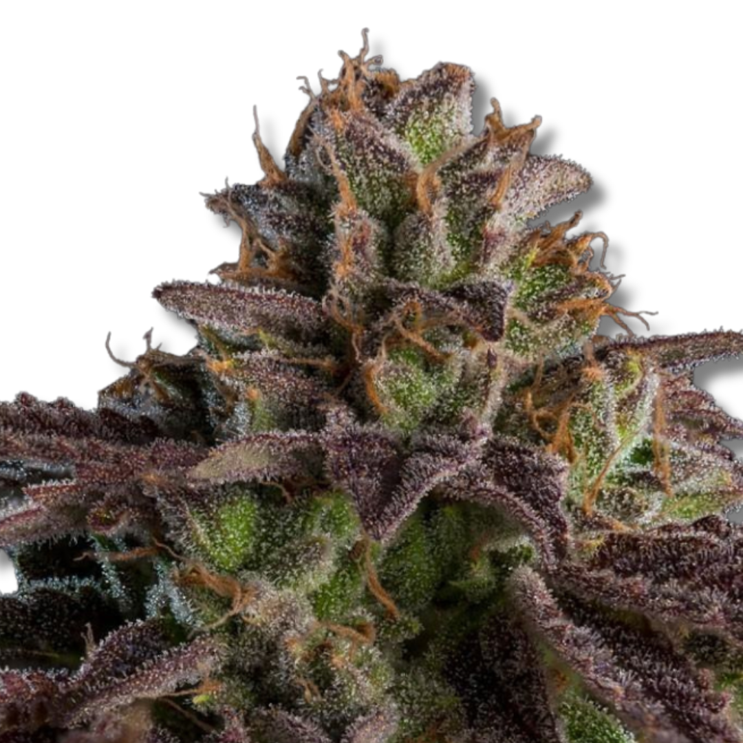 RIPPER SEEDS "K·MINTZ"