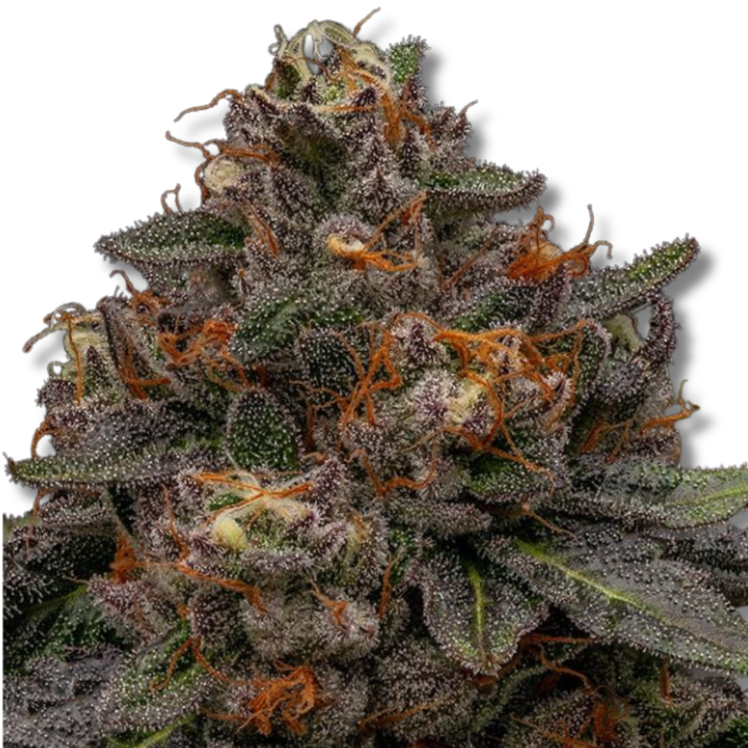 RIPPER SEEDS "KORENJI"