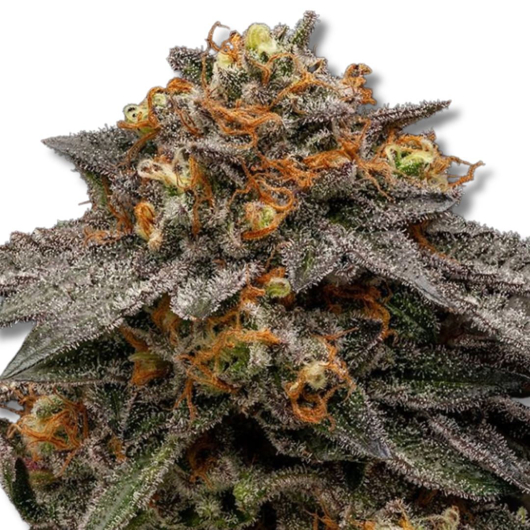 RIPPER SEEDS "SHIMO"