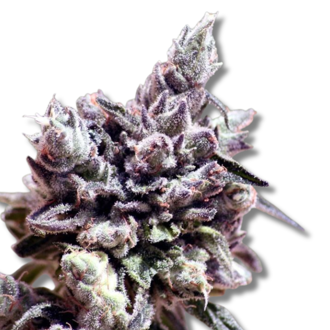 RIPPER SEEDS "WASHING MACHINE"