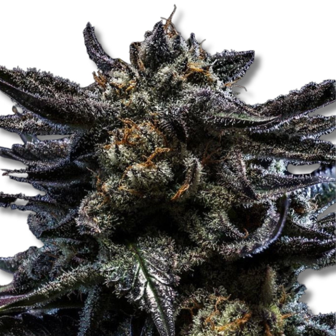 RIPPER SEEDS "ZOMBIE KUSH"