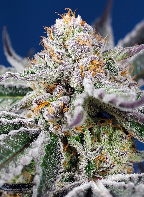 SWEET SEEDS "ORANGE APRICOT GLUE XL AUTO"