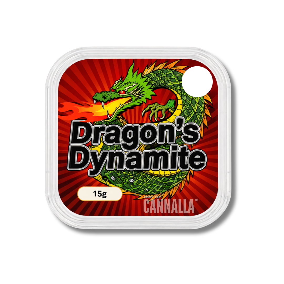 ESCLEROCIOS FRESCOS "DRAGON'S DYNAMITE"