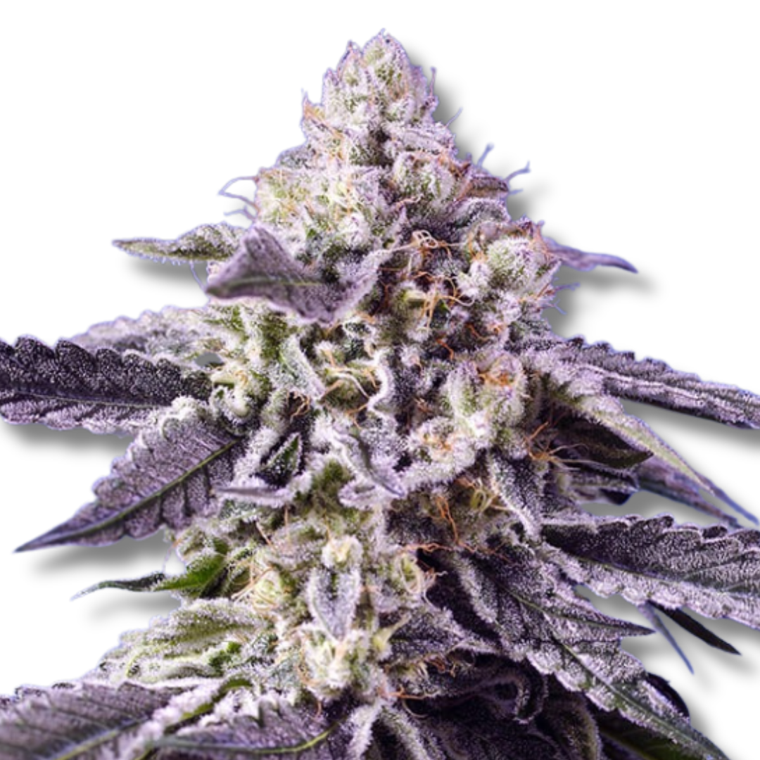 SWEET SEEDS "PERMANENT JEALOUSY XL AUTO"