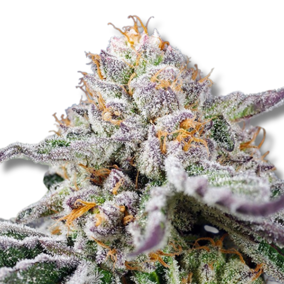 SWEET SEEDS "ORANGE APRICOT GLUE XL AUTO"