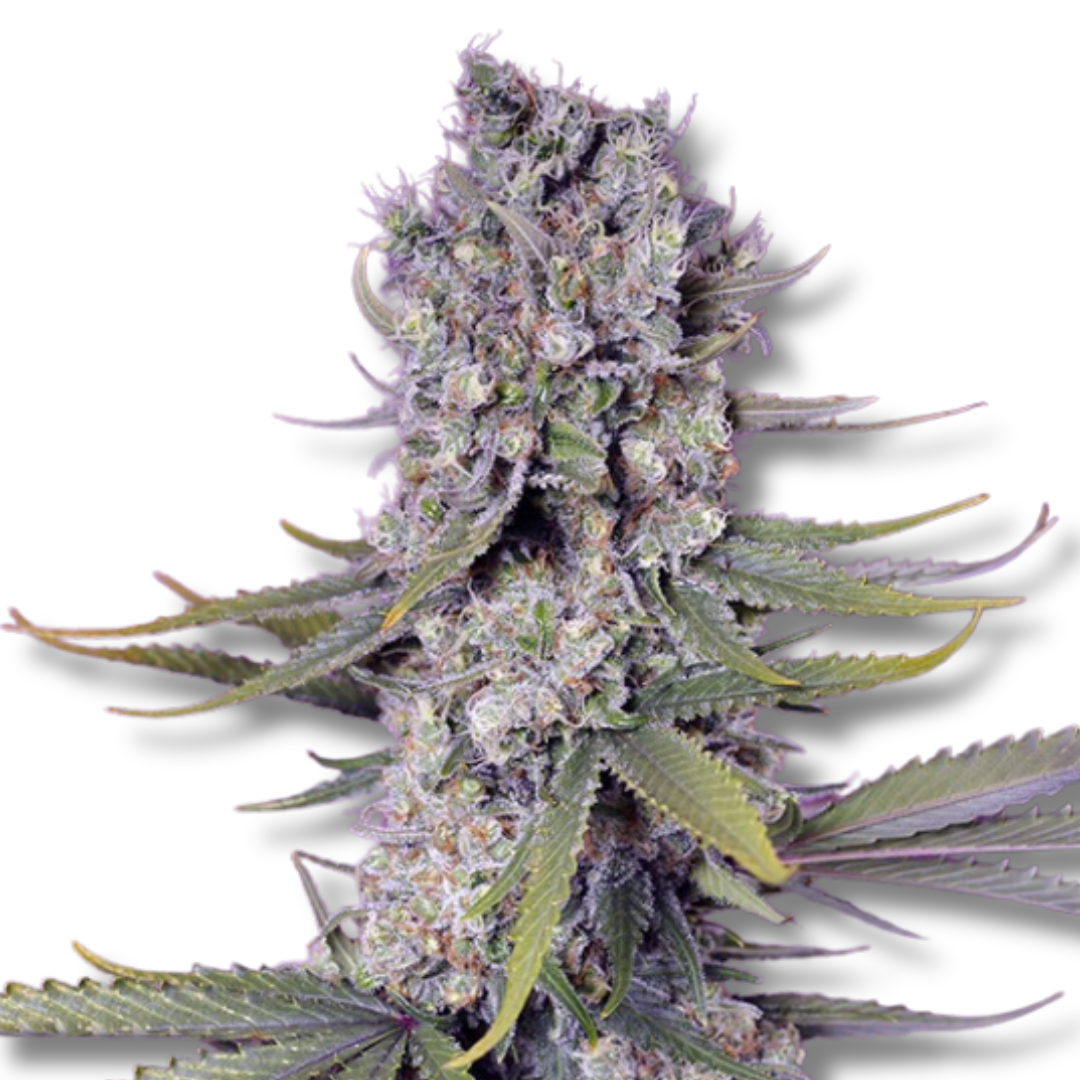 SWEET SEEDS "PAPAYA ZOAP F1 FAST VERSION"